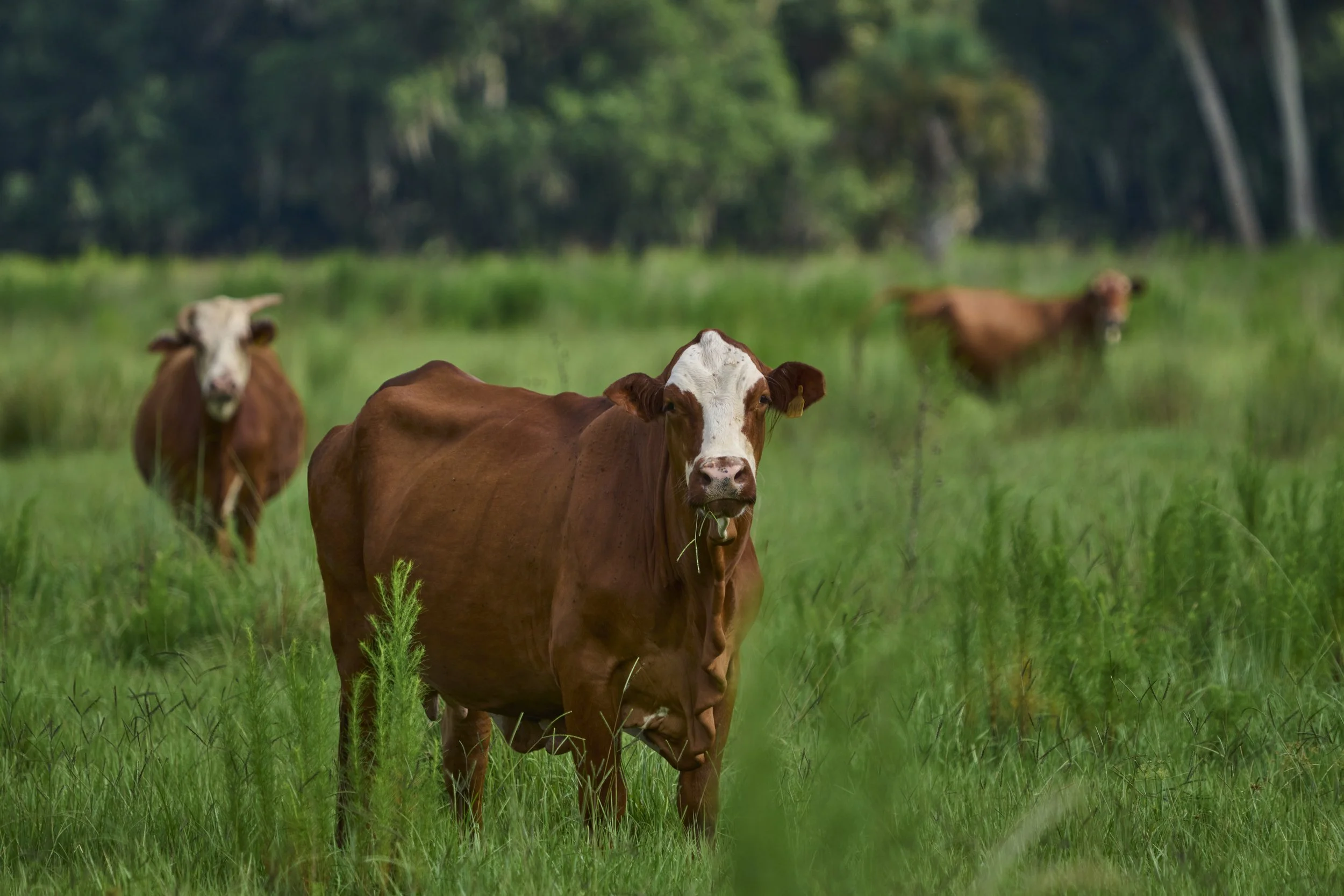 AdamsRanch-Florida-Preview-049.jpg