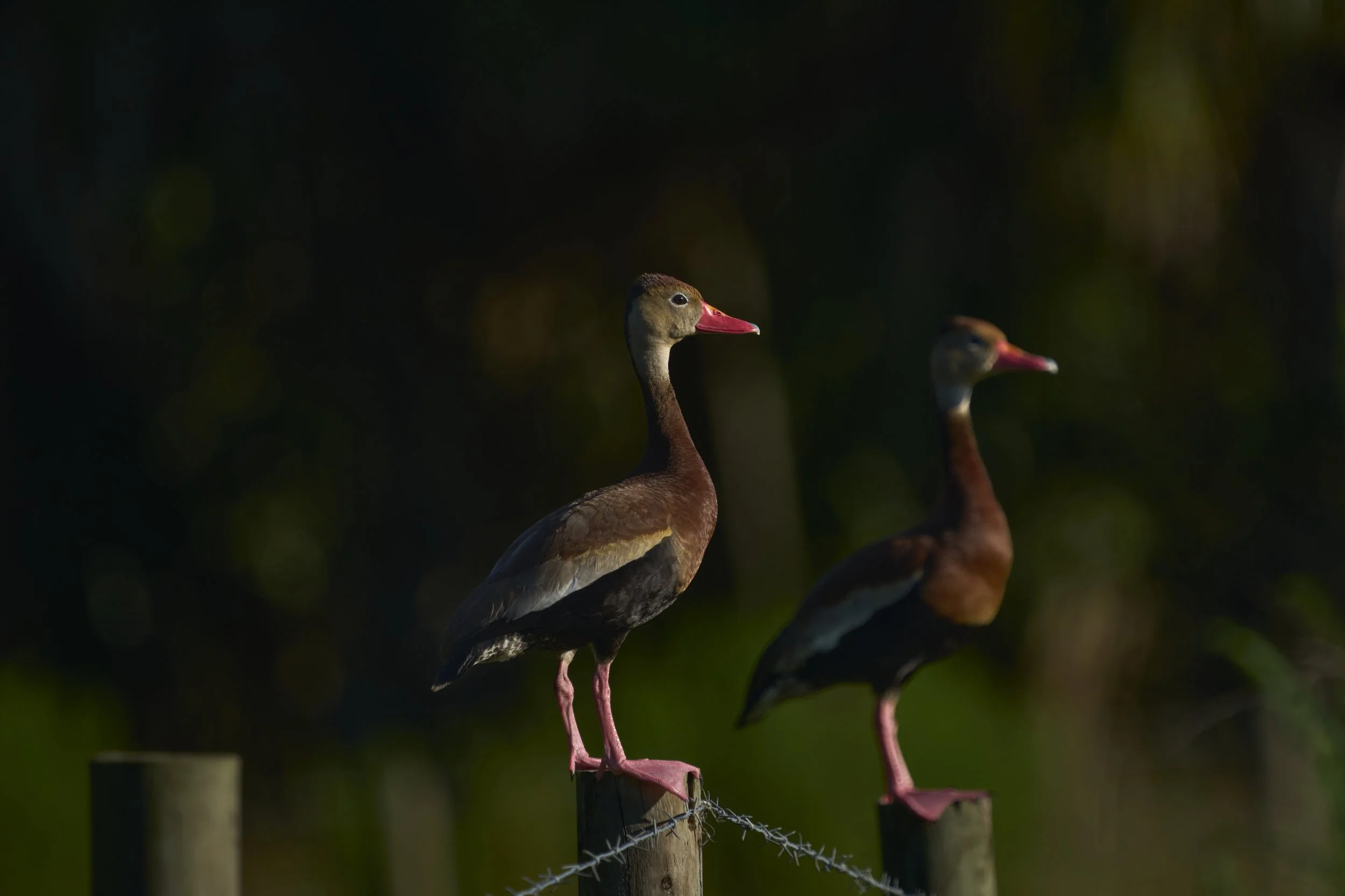 AdamsRanch-Florida-Preview-060.jpg
