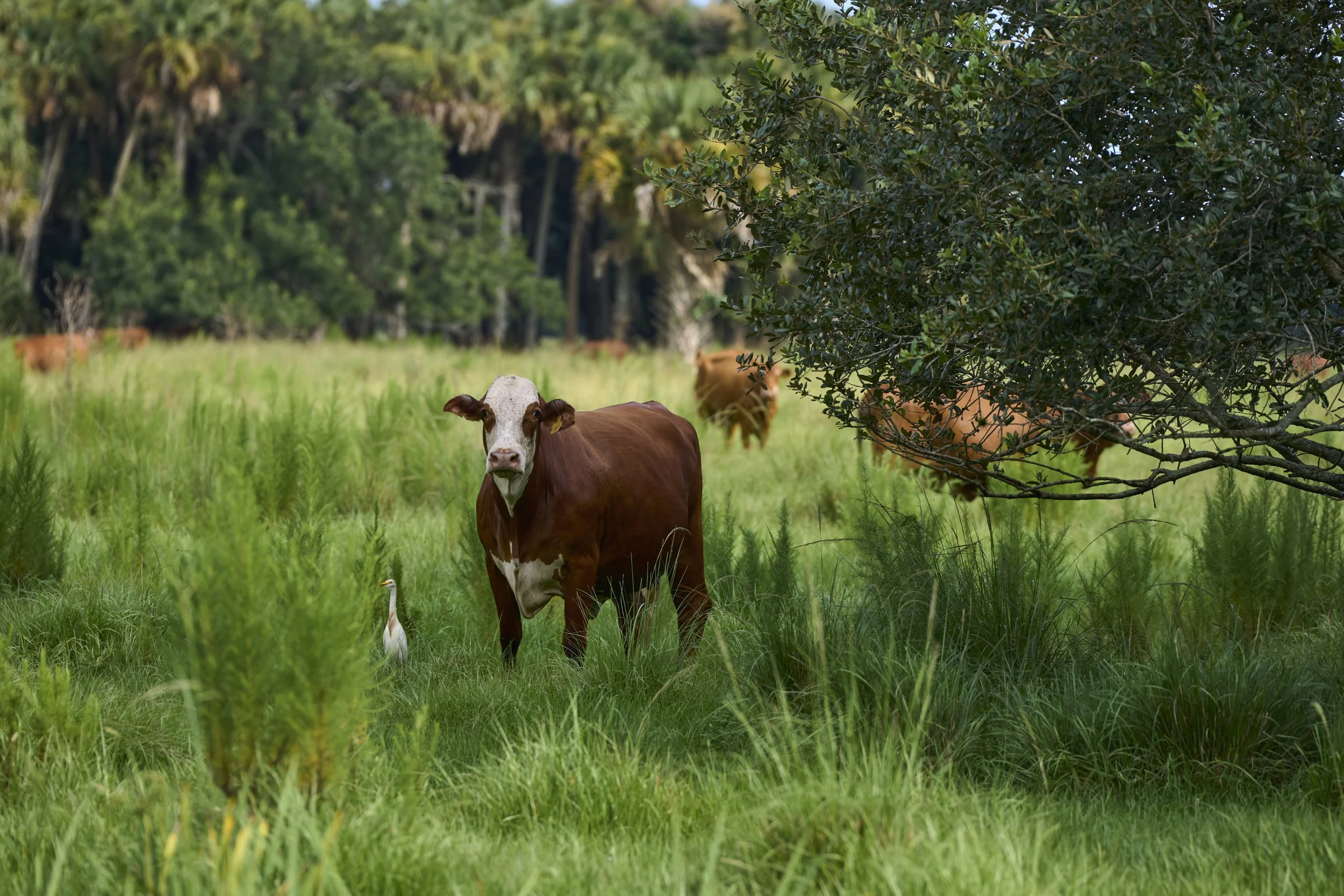 AdamsRanch-Florida-Preview-051.jpg