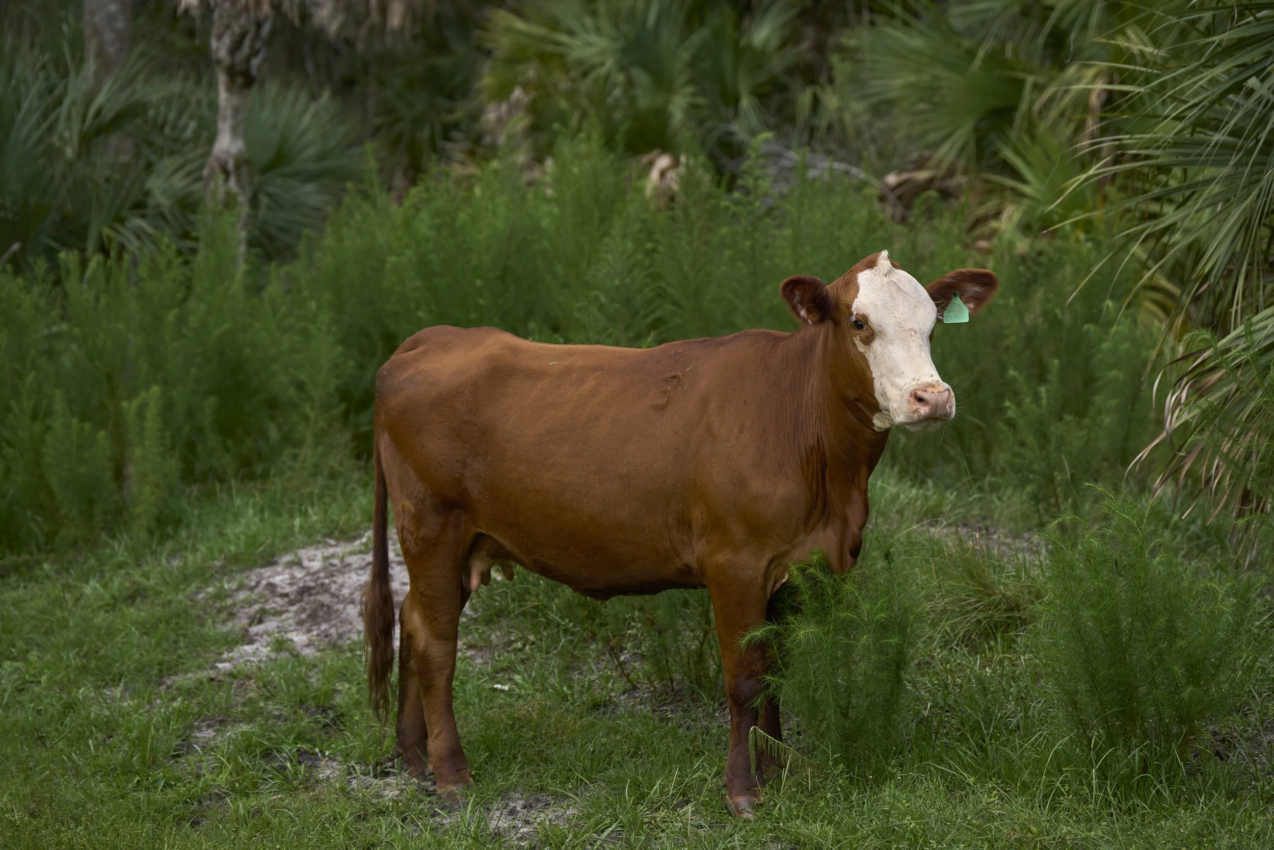 AdamsRanch-Florida-Preview-052.jpg