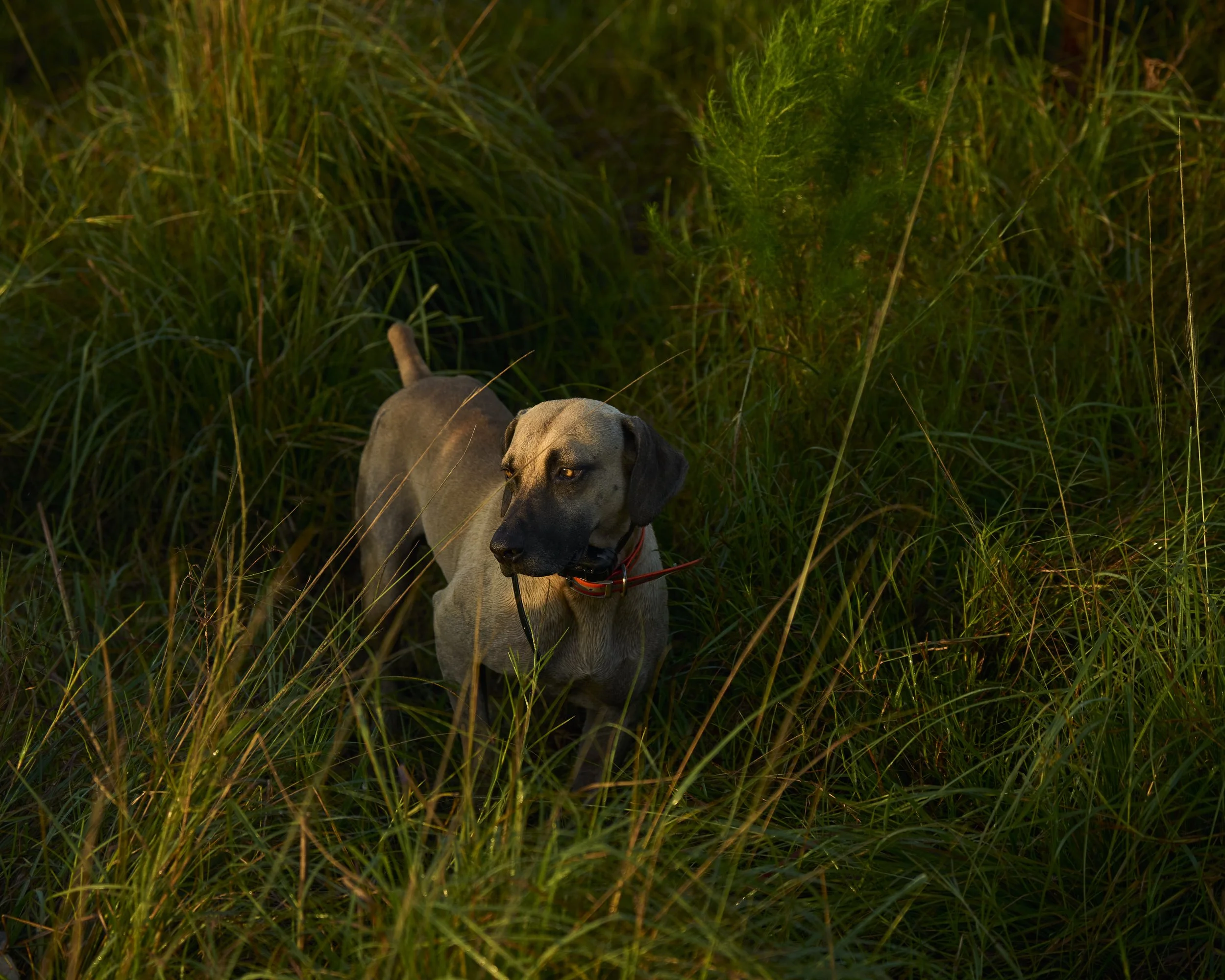 AdamsRanch-Florida-Preview-054.jpg