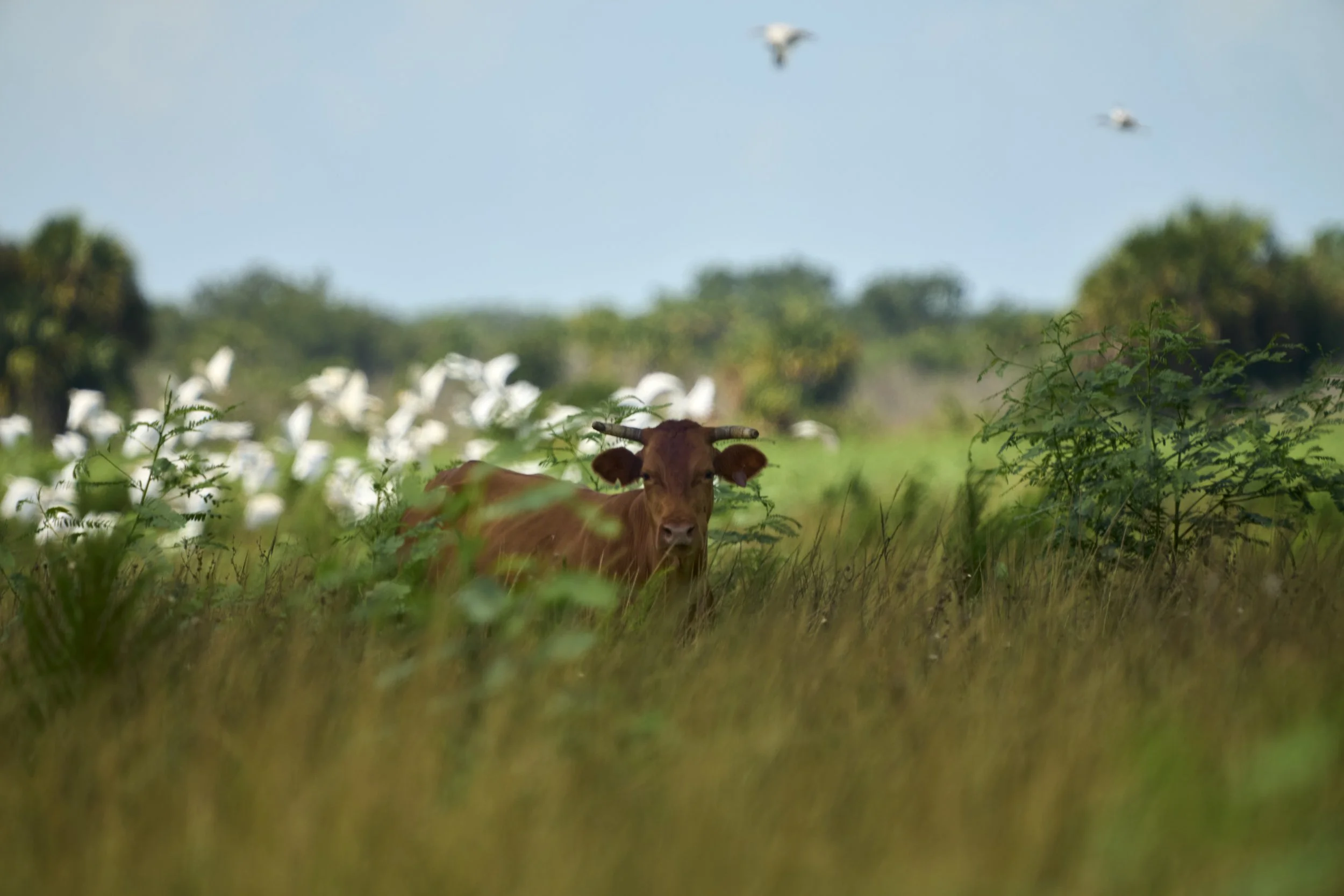AdamsRanch-Florida-Preview-059.jpg