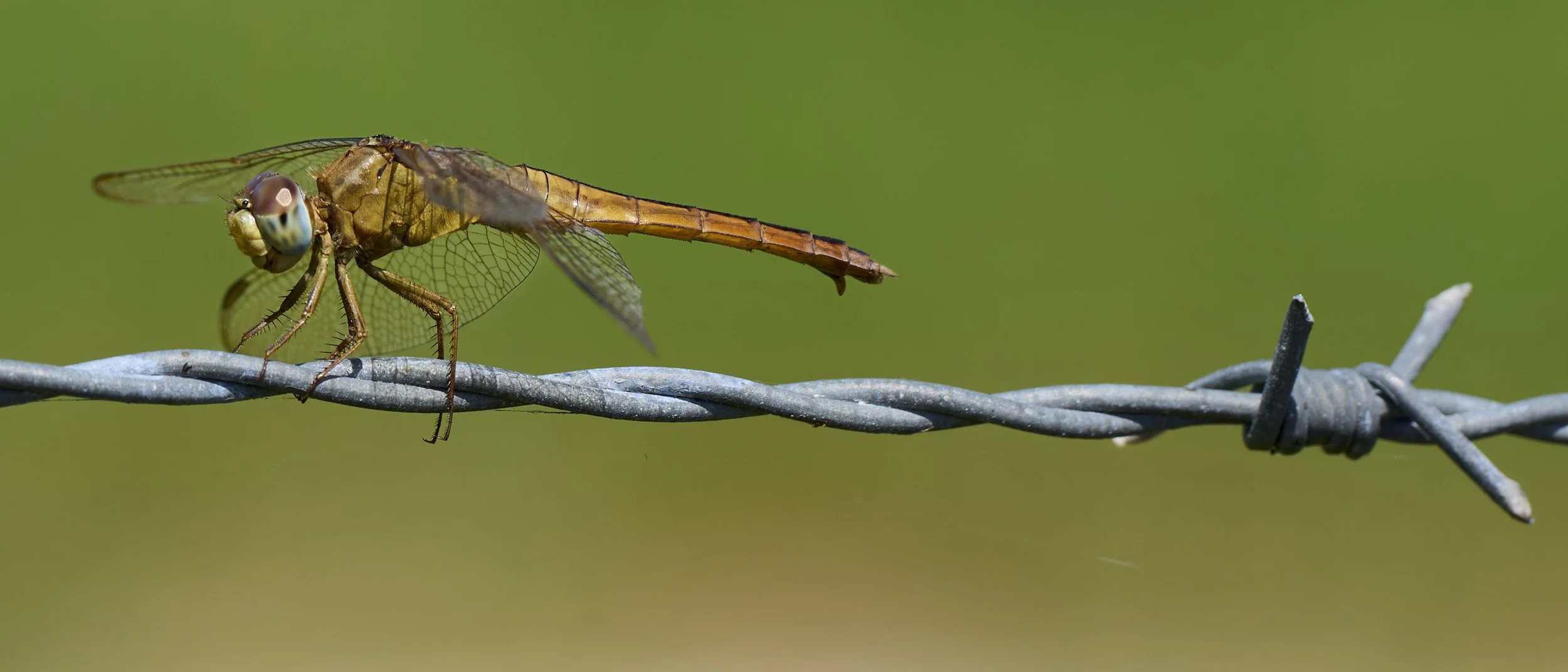 AdamsRanch-Florida-Preview-061.jpg