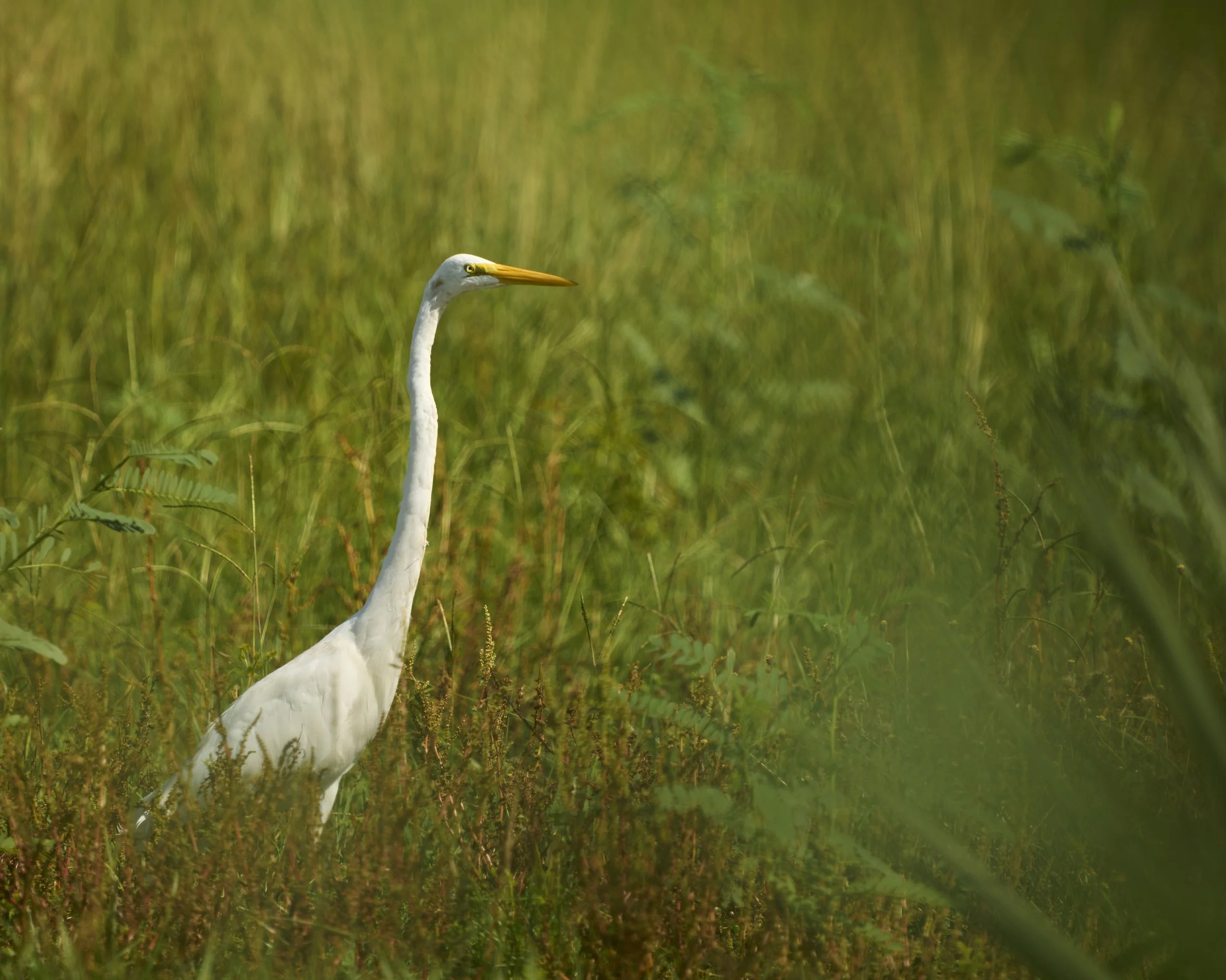 AdamsRanch-Florida-Preview-064.jpg