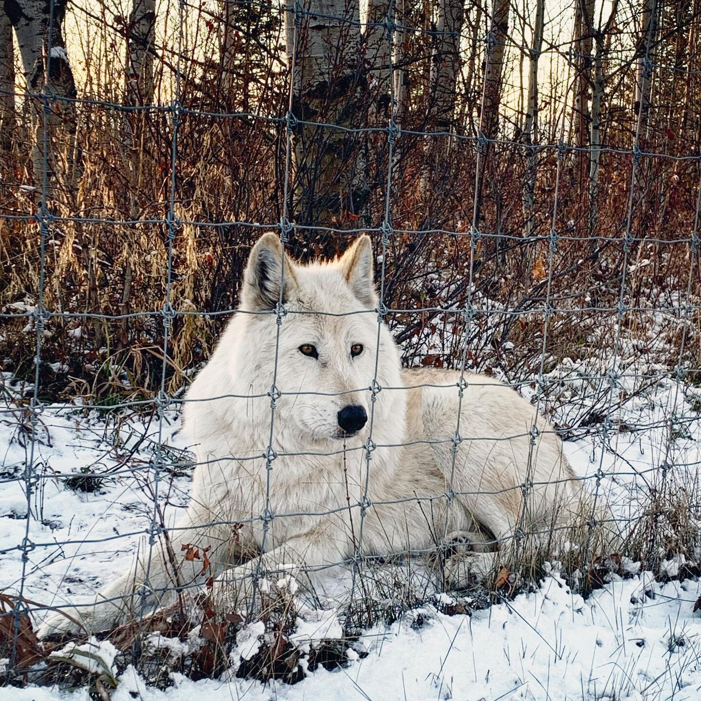 Visited the Yamnuska Wolfdog Sanctuary today, located just outside Airdrie. The non profit raises awareness around wolfdog ownership (they are very challenging pets) and offers a home to wolfdogs who have been neglected. 43 wolfdogs live at this beau