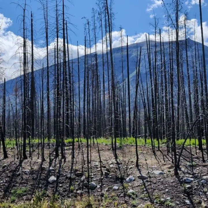 This post is a sad one but an important story to share.

In 2024, a wildfire burned through Jasper, destroying a third of the town. 25 000 people were evacuated and many lost their homes and businesses. It was devastating.

I wasn't sure what to expe