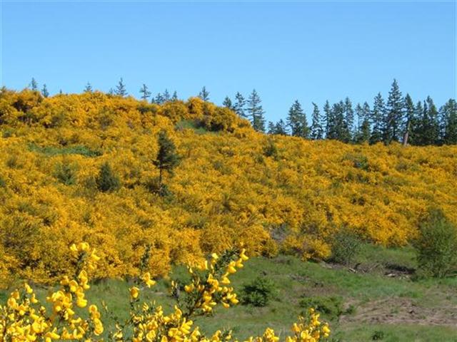 https://mudbay.wordpress.com/2011/06/06/scotch-broom-bloom/