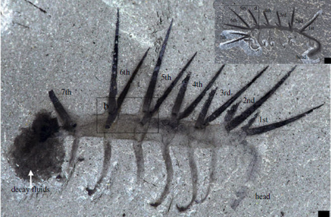 Beautifully preserved nightmare. Source: CARON ET AL, 2013. ROYAL SOCIETY.