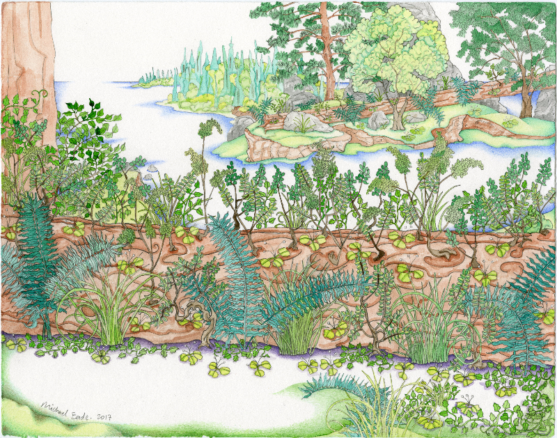 Michael Eade. Nurse Log(Study) 哺木(小稿), Watercolor and graphite on Rives BFK paper, 11 x 14 in. (27.94 x 35.56 cm), 2017