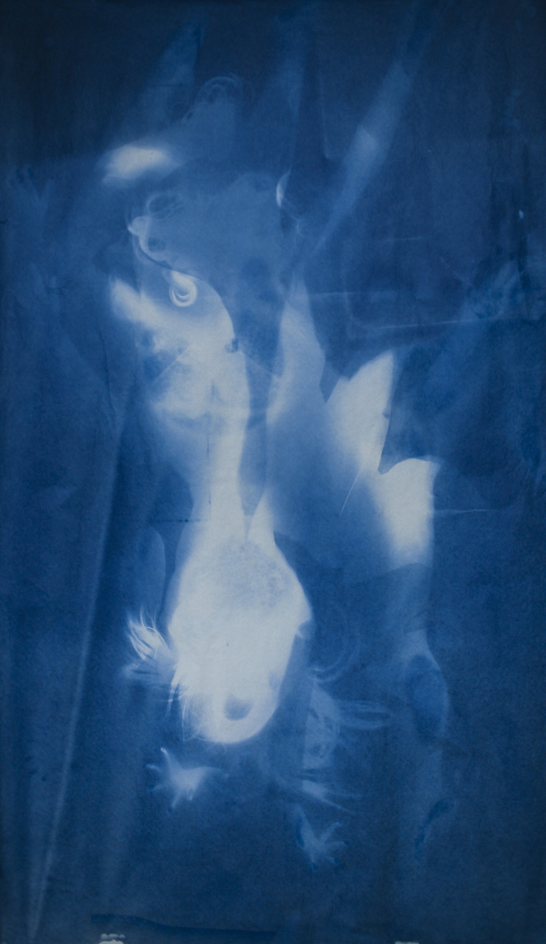 Han Qin,  Ethereal Evolving 6 , 2018. Cyanotype on paper, 82 x 47 inches ©Han Qin, courtesy Fou Gallery 