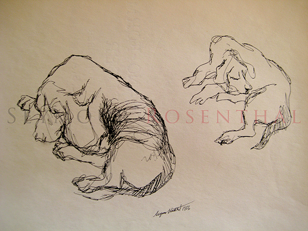 Study of Dogs
