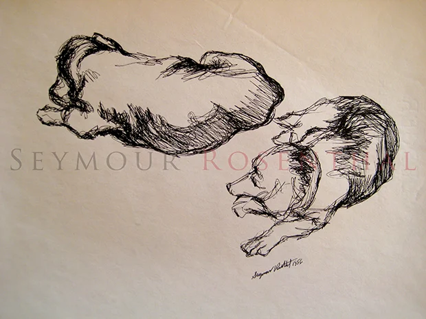 Study of Dogs