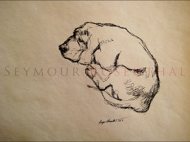 Study of Dogs
