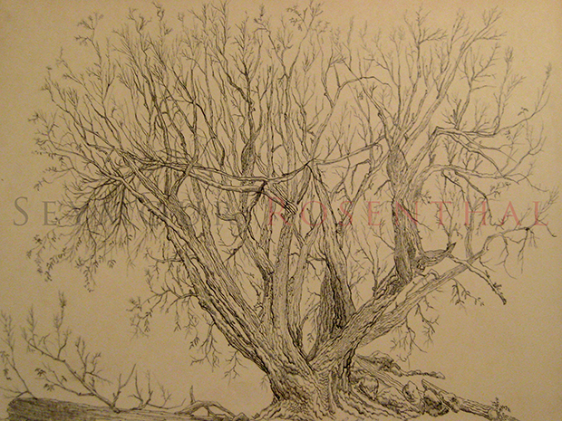 Study of a Tree 1960