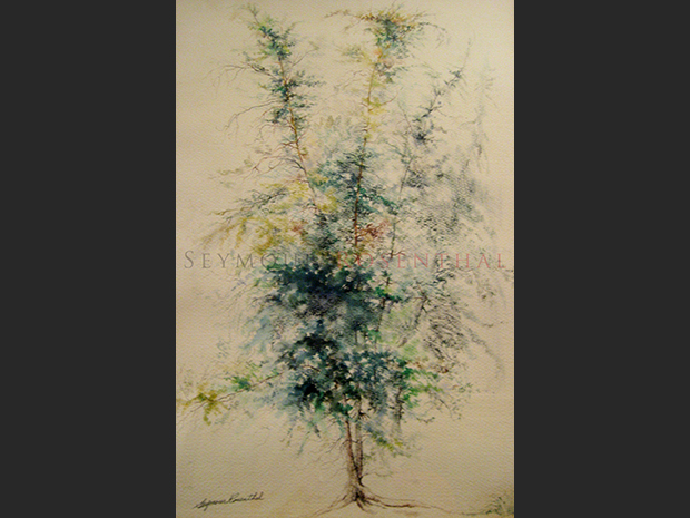 Tree on Shultis' Farm