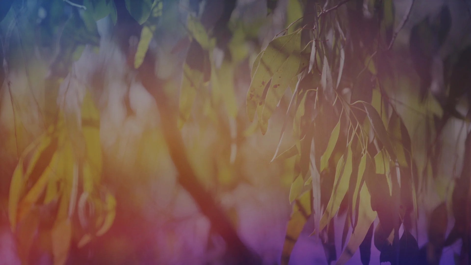 AO-Trees01.jpg