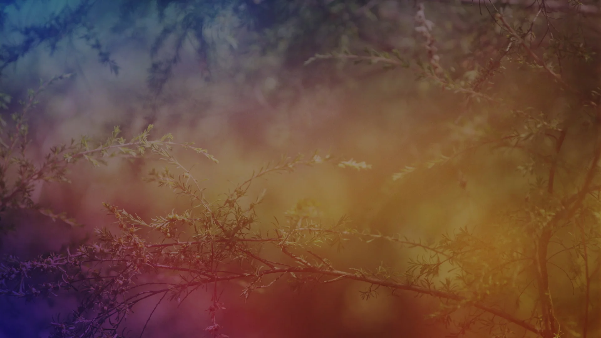 AO-Trees05.jpg