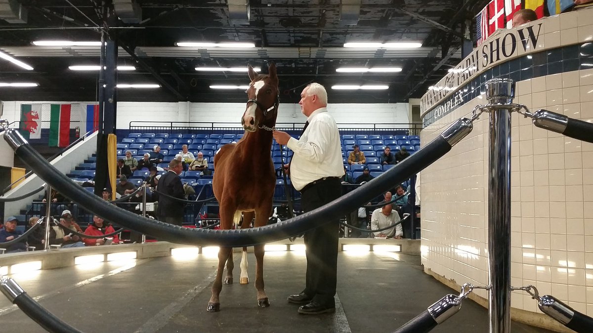 Pyro - the first Sweet Lou to be offered at public auction