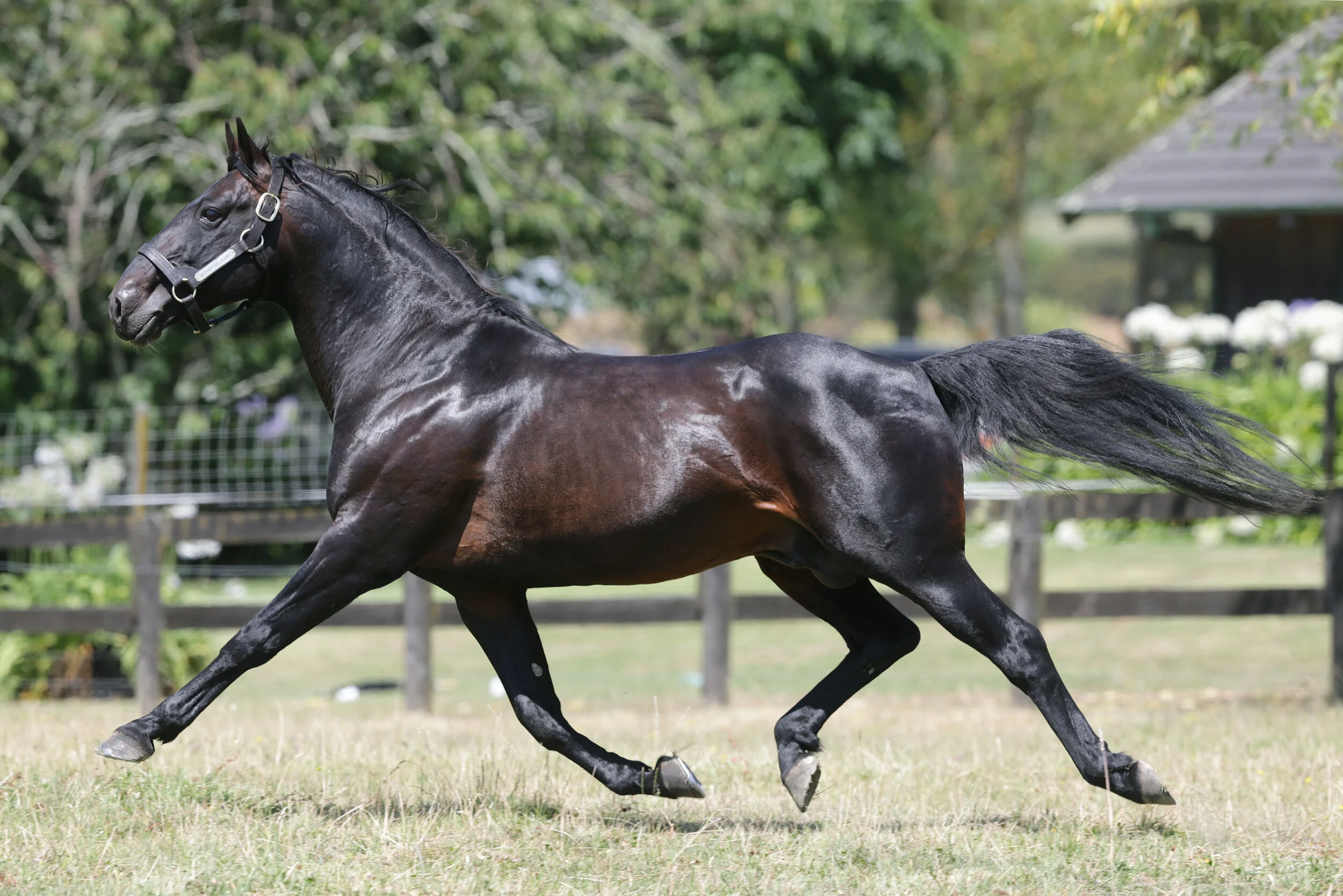 Bettor's Delight — Woodlands Stud