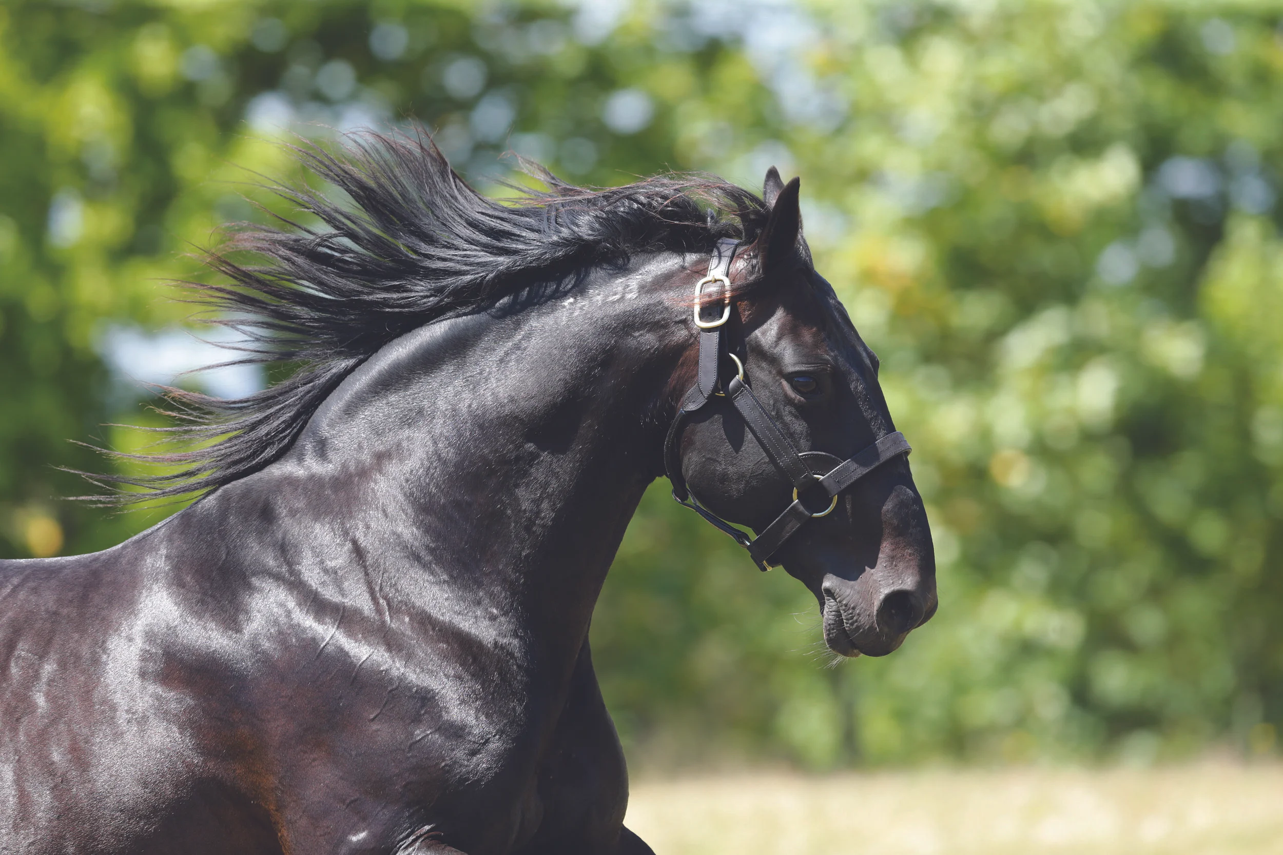 Bettor's Delight — Woodlands Stud