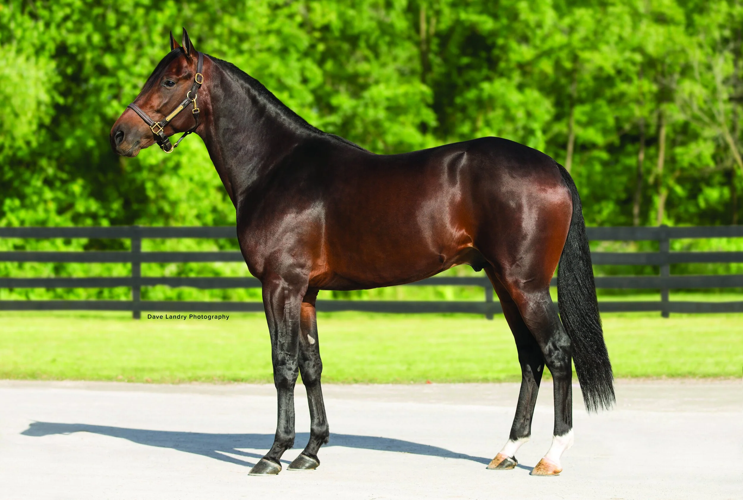 First crop by world’s fastest standardbred on offer next week