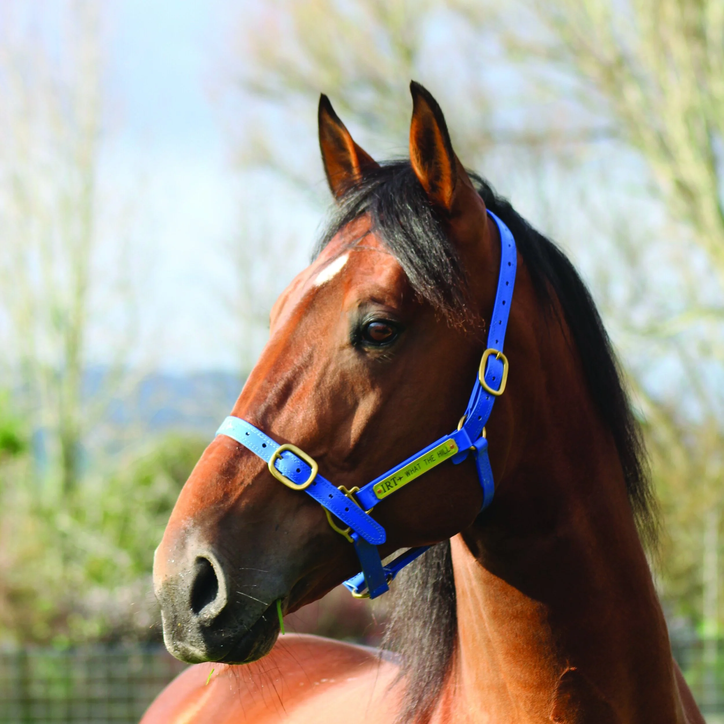 WHAT THE HILL - A SIRE REACHING NEW HEIGHTS