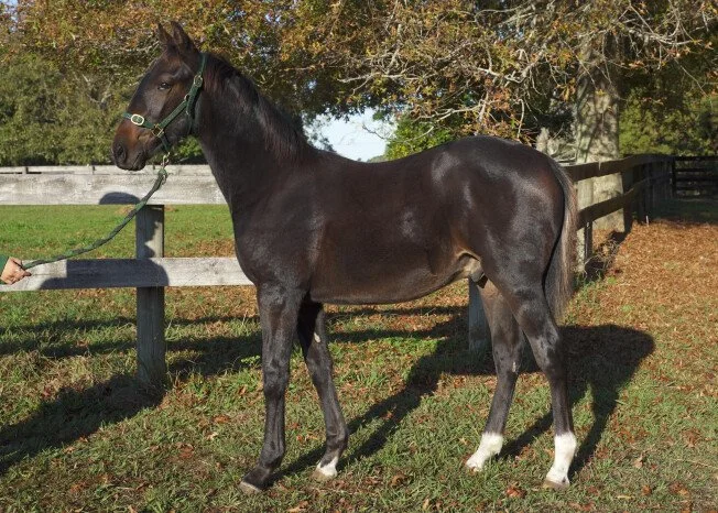 FIRST NZ TRIAL WINNER FOR LATHER UP
