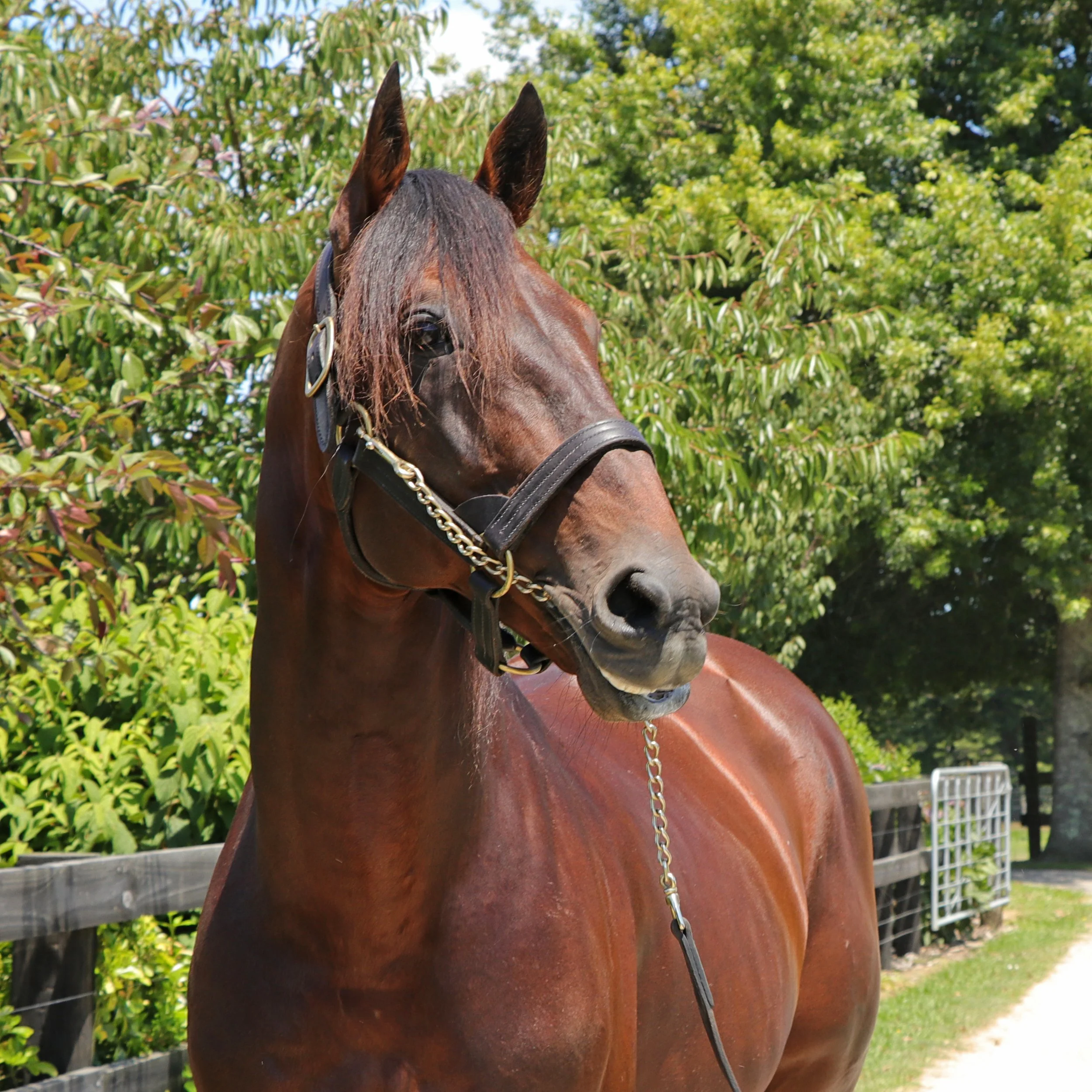 WOODLANDS NEWS | OVER $50 MILLION IN PROGENY EARNINGS!