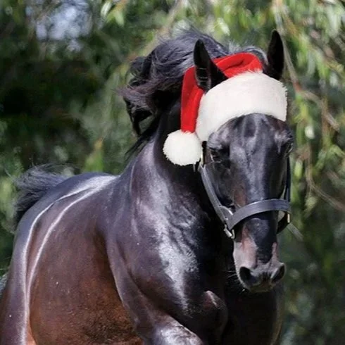 WS NEWS | Christmas Greetings