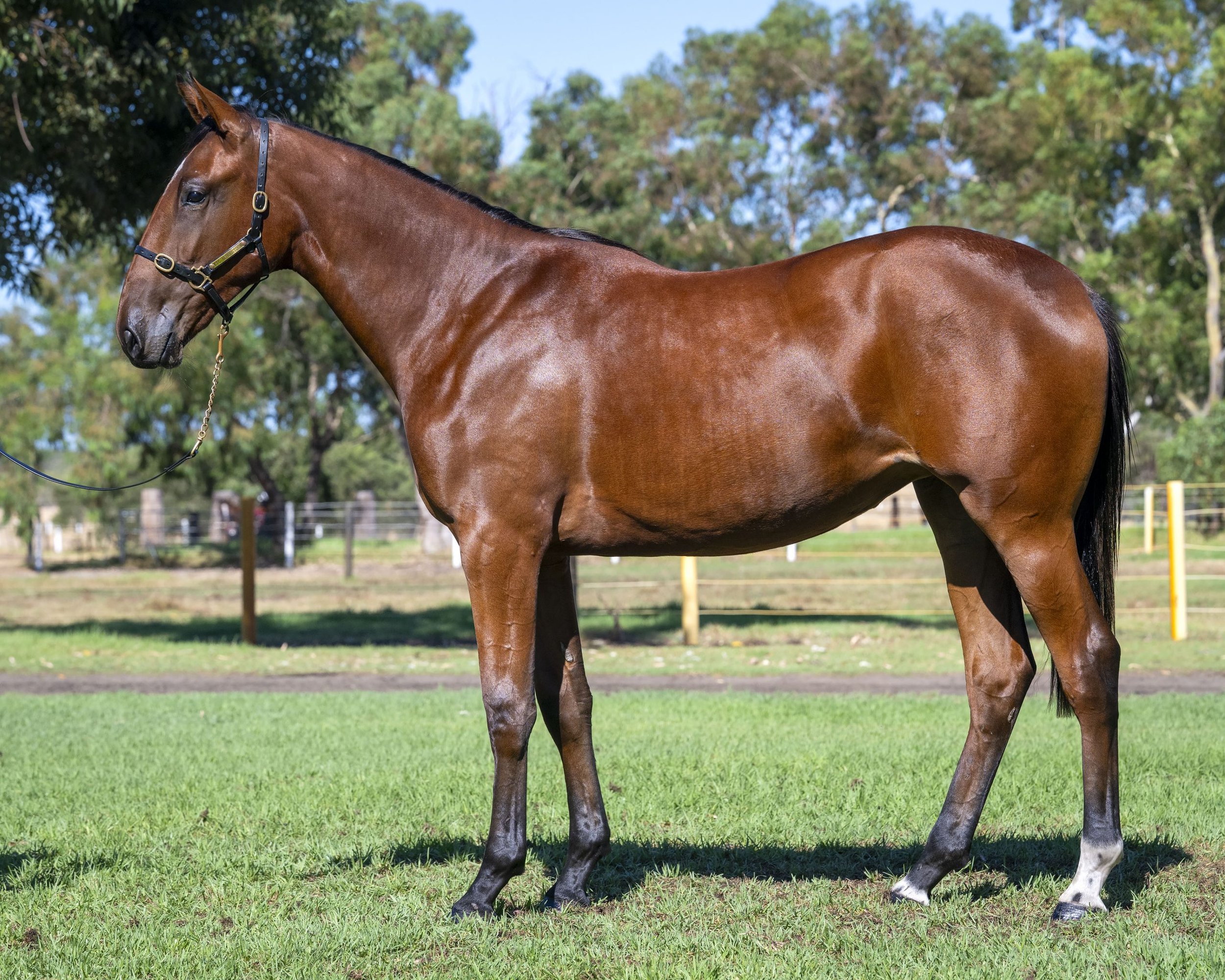 WS NEWS | Record Breaking Results