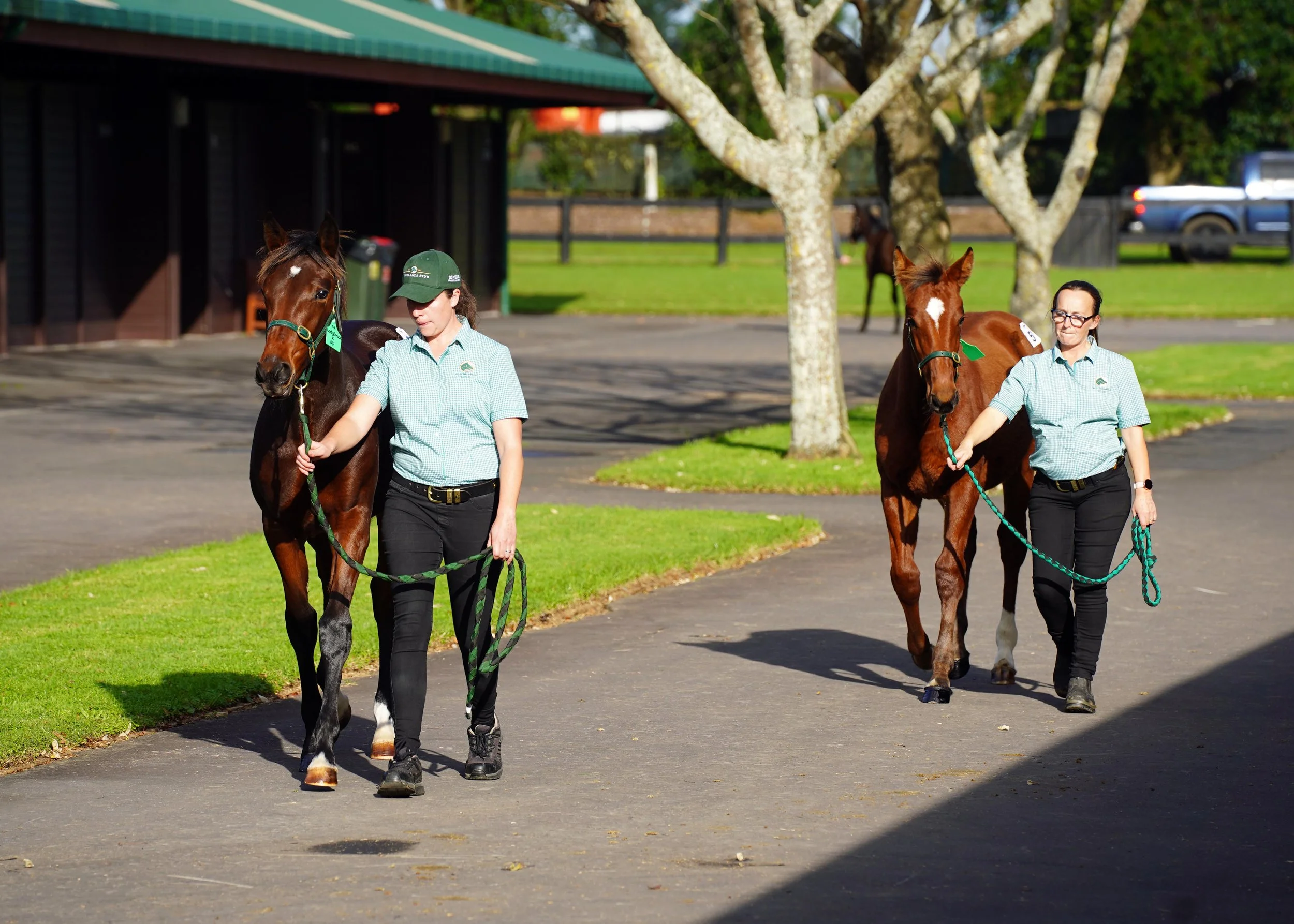 Woodlands Weanling On-Farm Parade