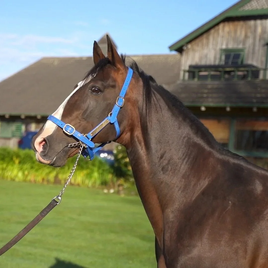 Sweet Lou Arrives in New Zealand
