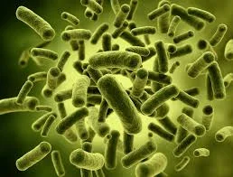 Probiotics are living organisms that surround pathogens consume there food source and starve pathogens.