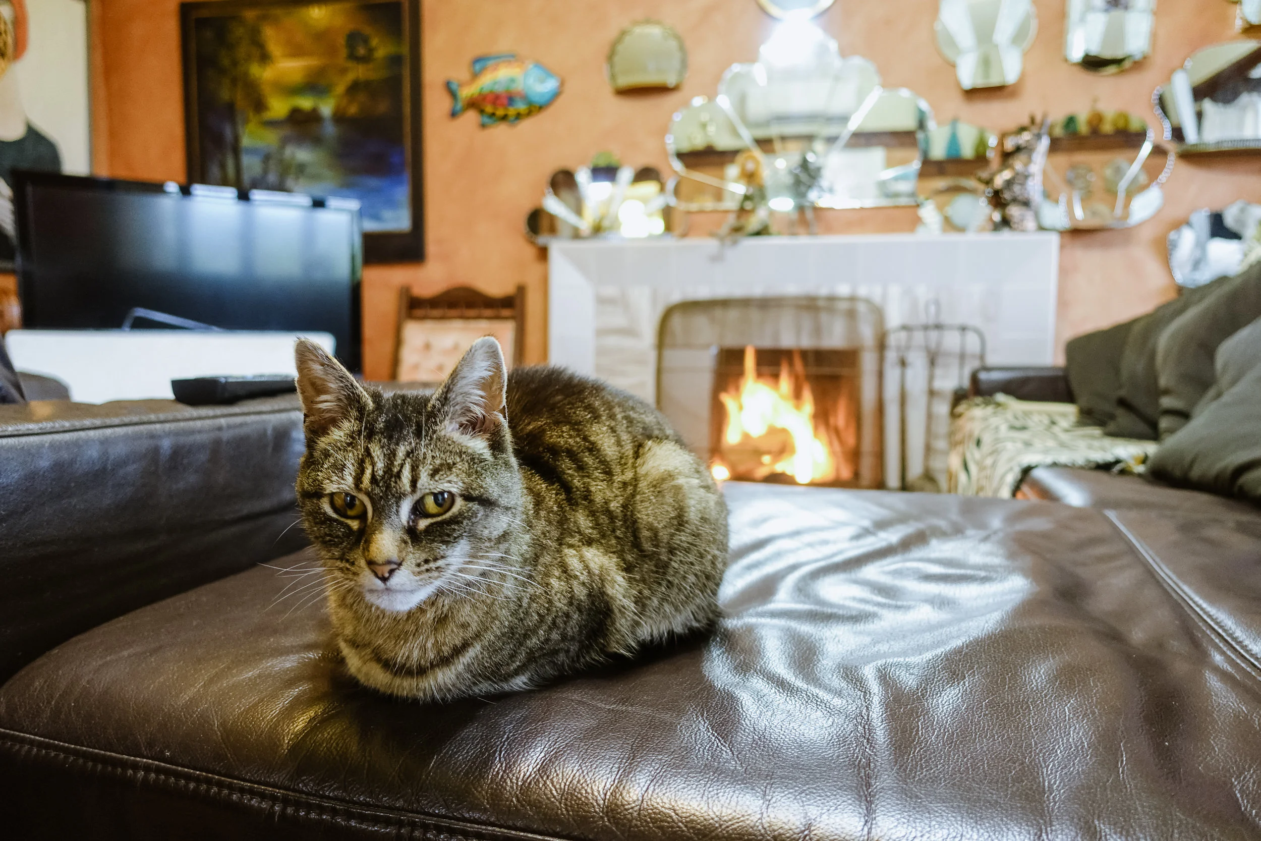 Cutie the cat, is a favourite among our guests!