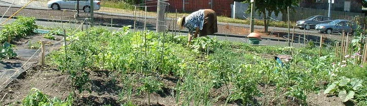 banner food forest.jpg