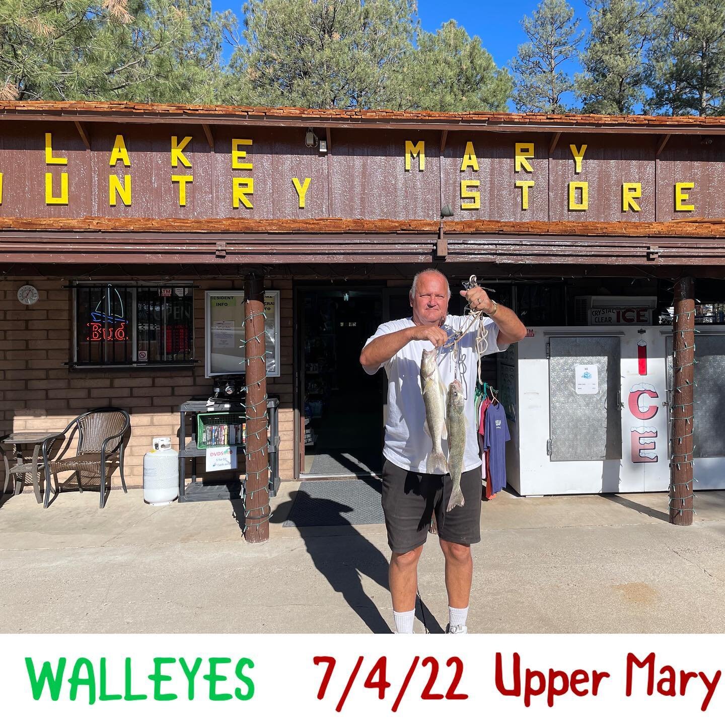 Nice walleyes caught yesterday. #fishfamous #lmcs #fishflagstaff #walleyefordinner