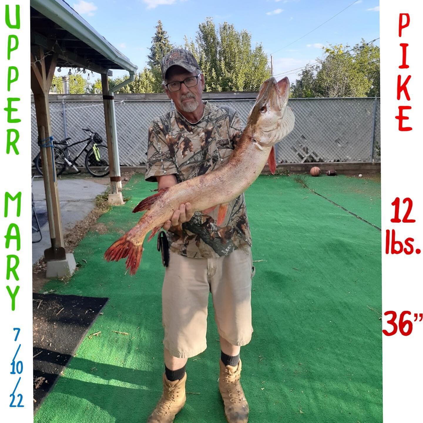 LOOK at this beauty! #aznorthernpike #lmcs #fishfamous #fishflagstaff