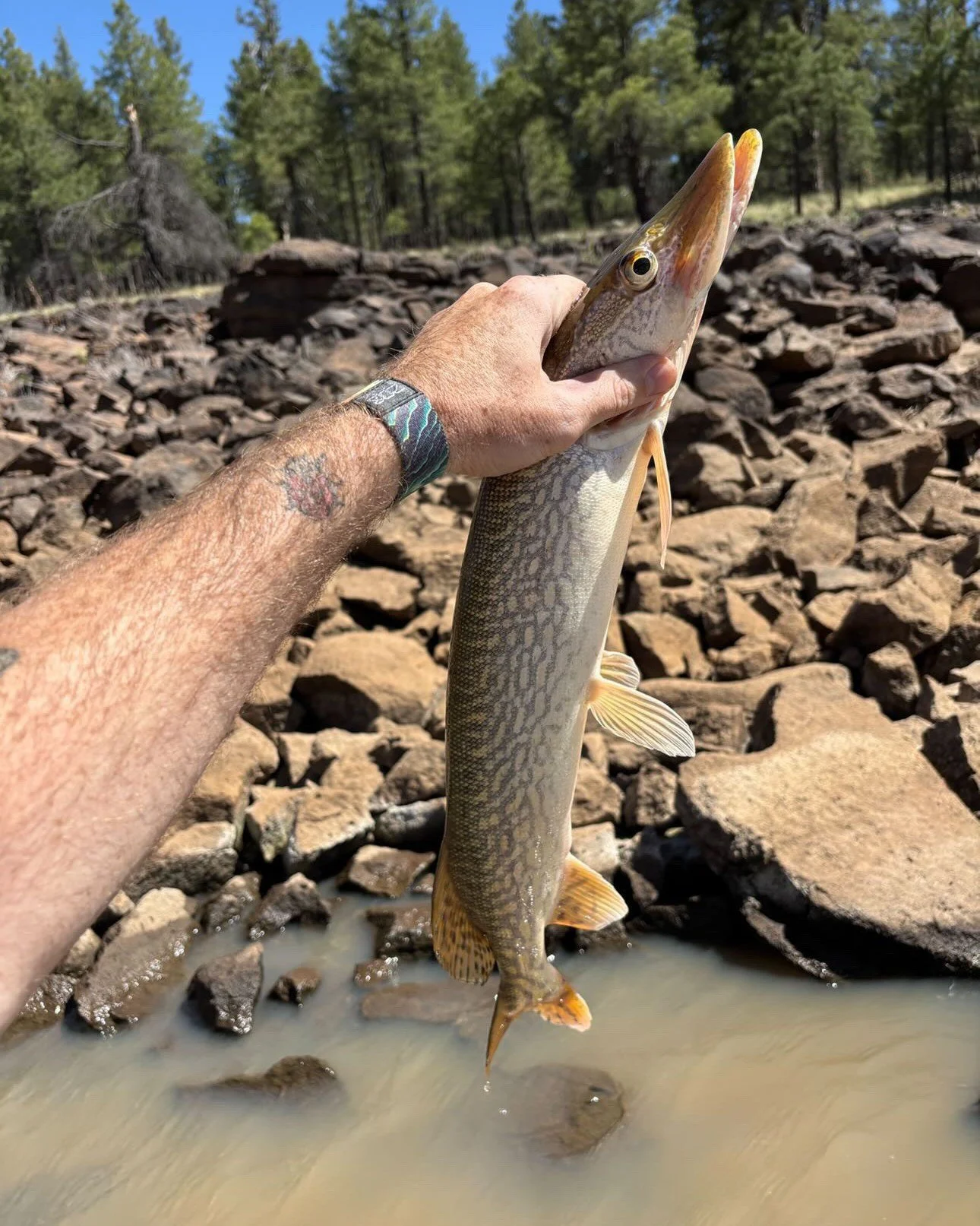 Toothy, feisty, and always a fun fight. 🎣 Northern Pike are showing up at Lake Mary! 

Who&rsquo;s already landed one this season?

📍 Lake Mary Country Store
Convenience &bull; RV Park &bull; Kayak Rentals &bull; Local Vibes
📞 (928) 774-1742
📍851