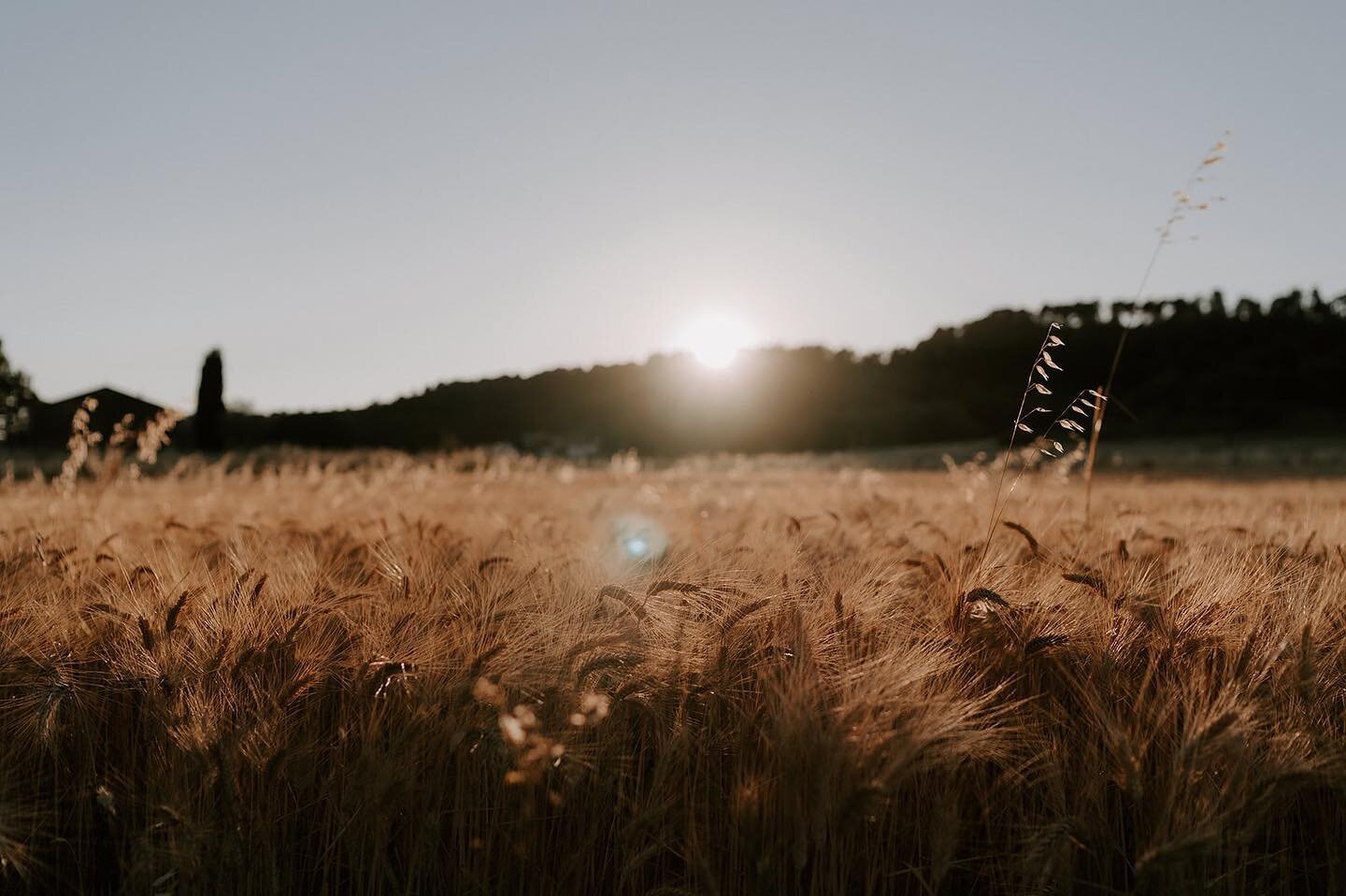 Sans transition, un peu de nature 🌾☀️💛
.
.
(C&rsquo;est pour faire joli dans mon feed&hellip;)