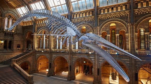 natural-history-museum_blue-whale-hintze-hall-photo-lucie-goodayle-image-courtesy-of-the-natural-history-museum_c4b9caf92a46e29762bcc2db0635f11b.jpg