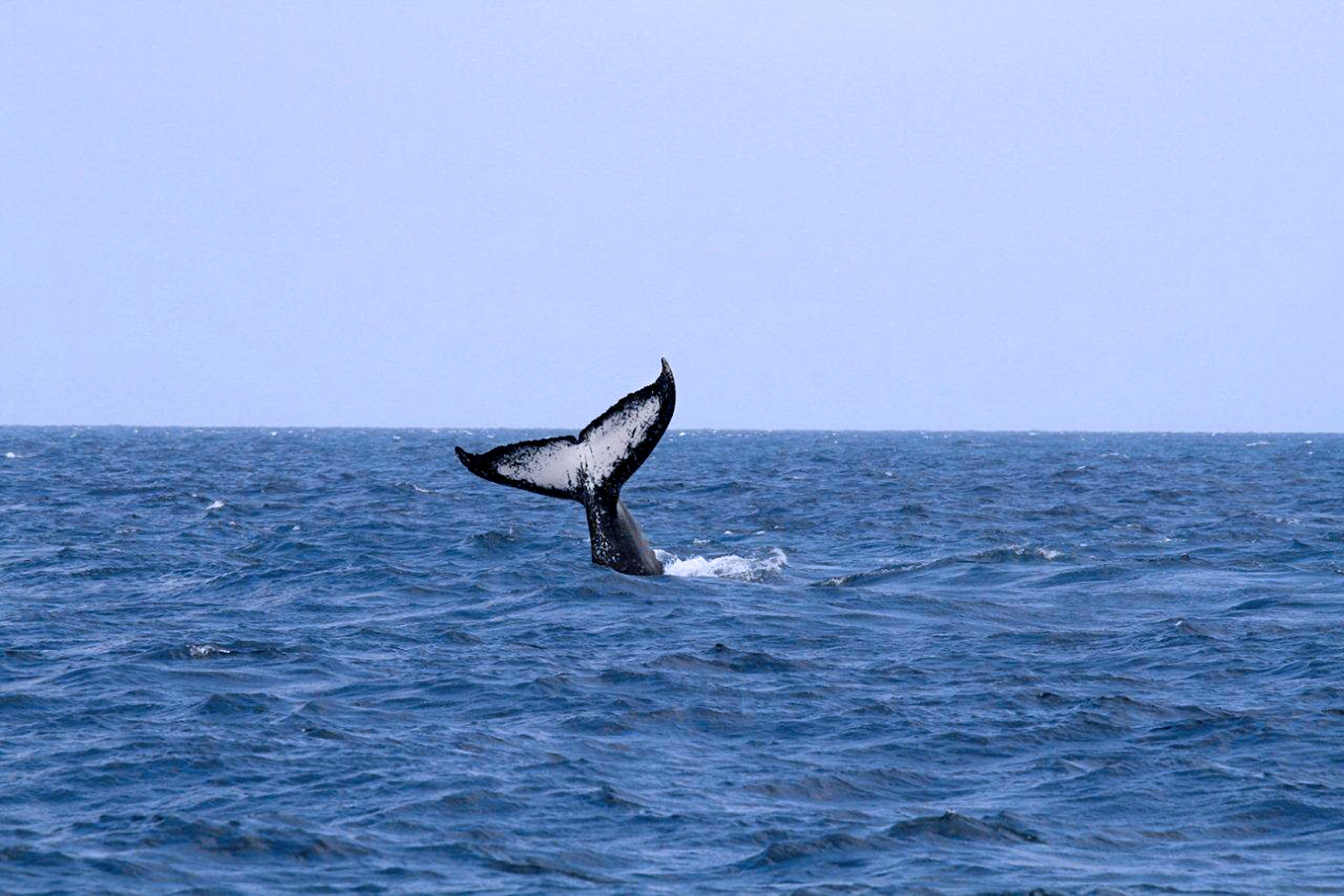 Humpback Whale, spottet in Marine Reserve