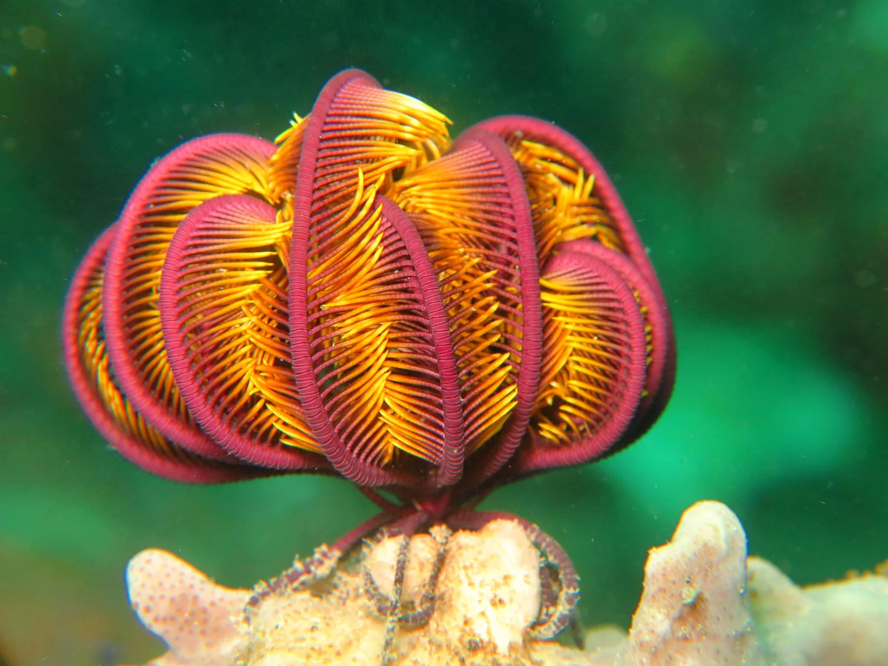Feather Star