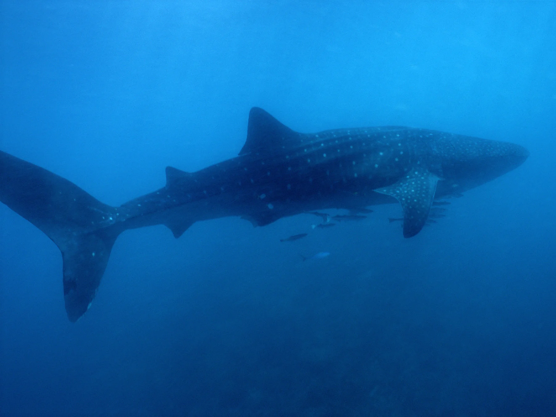 whales_2.jpg