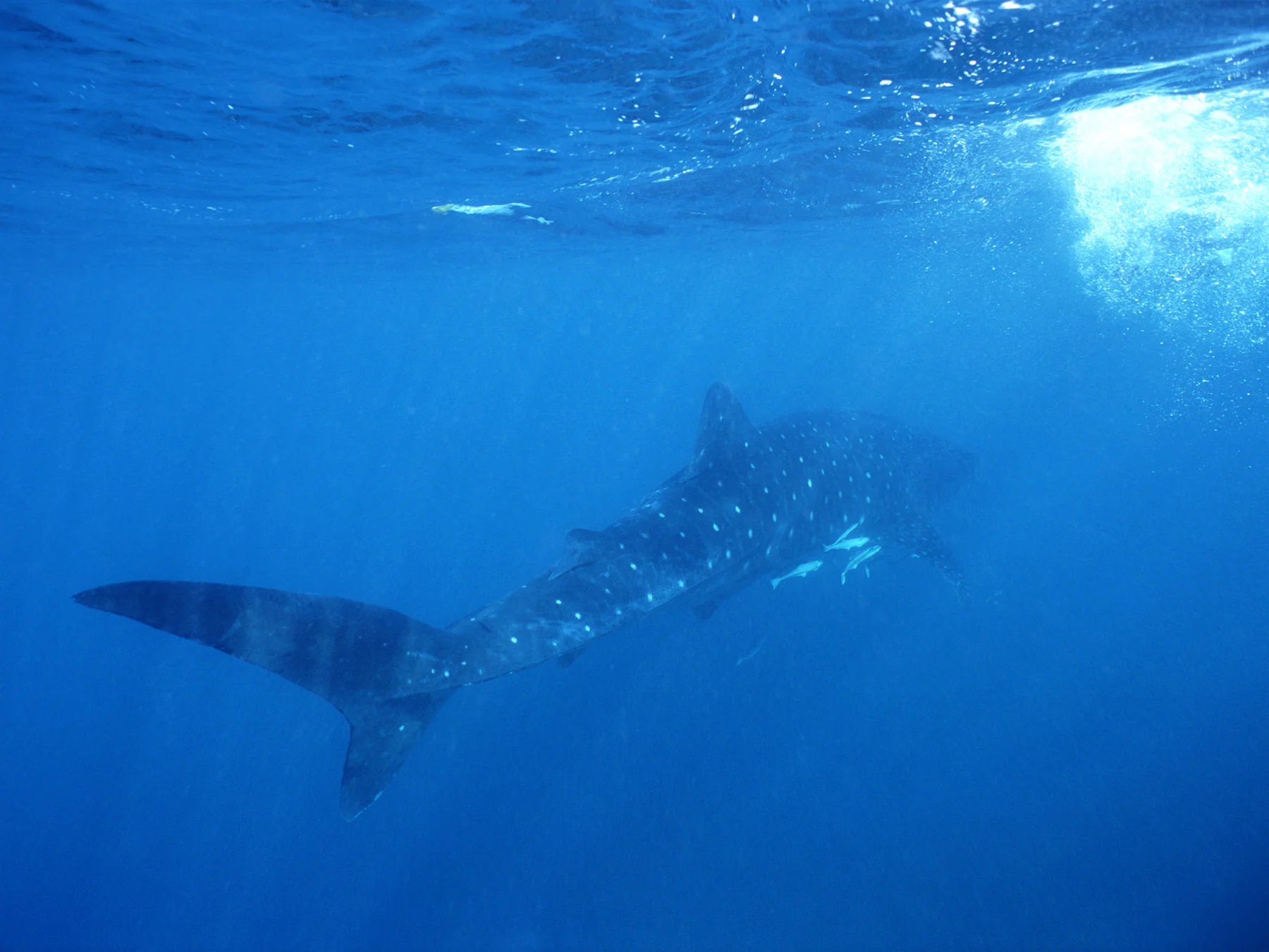 Whale Shark