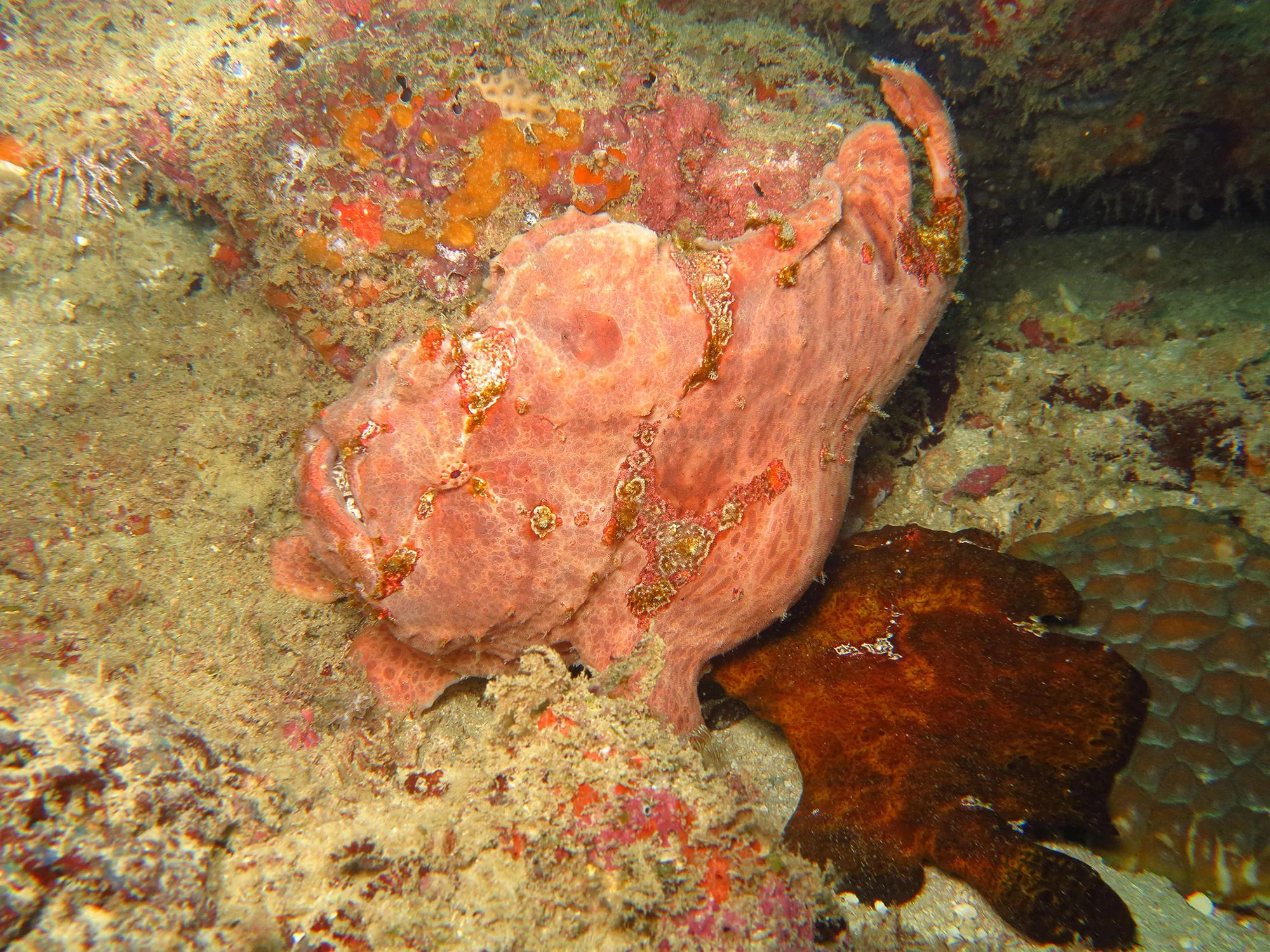 two Frog Fish