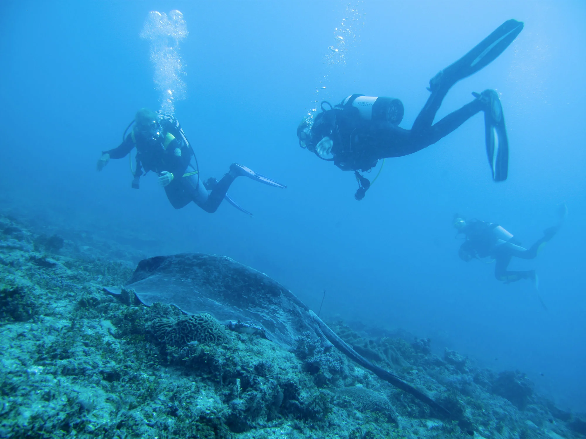 Big Sting Ray