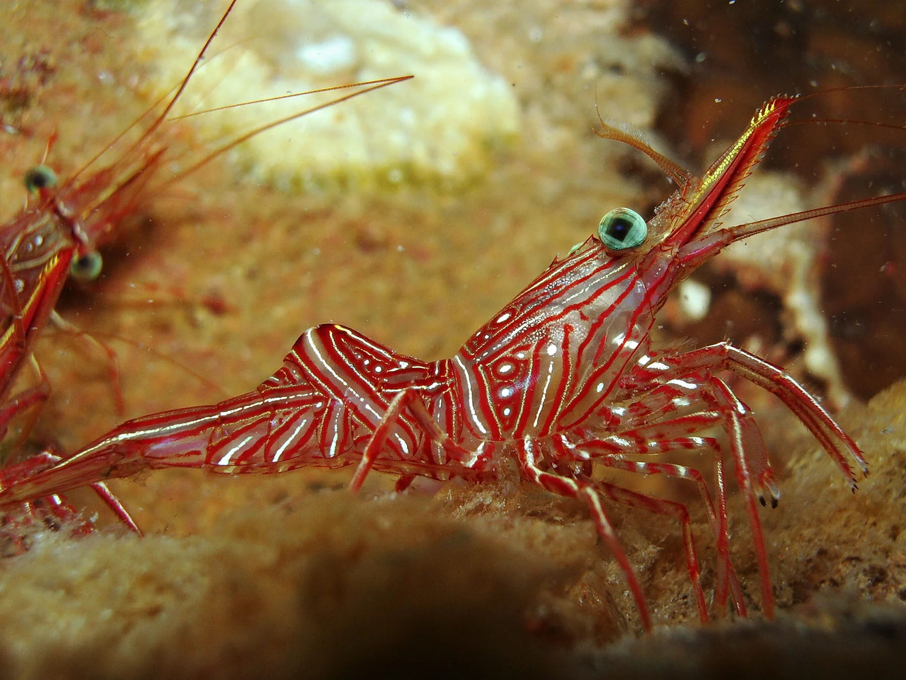 shrimp.jpg