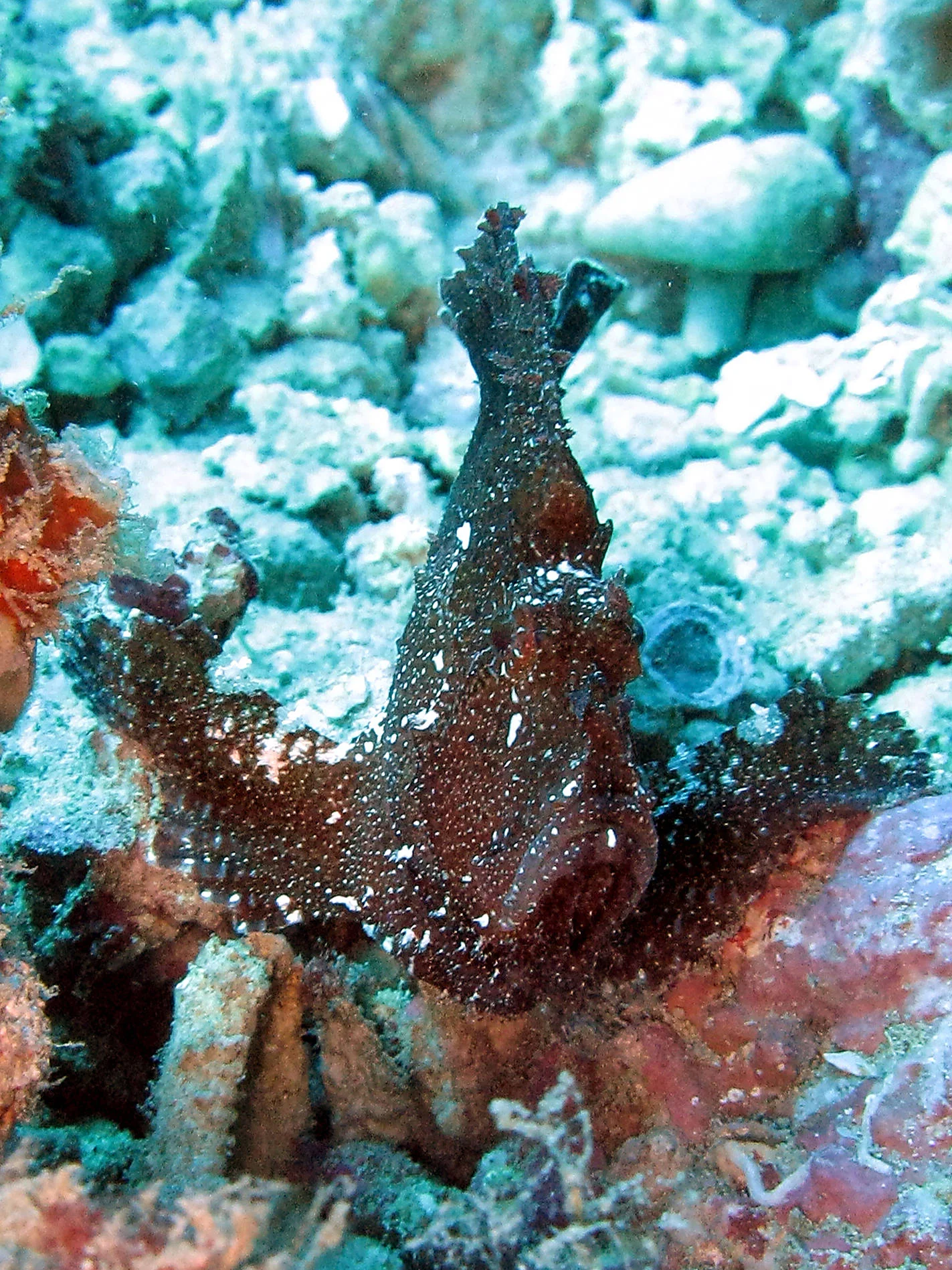 Black Leaf Fish