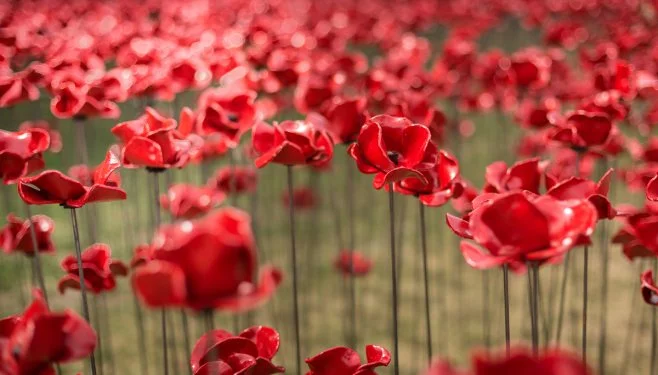 Each poppy in memory of a soldier lost..