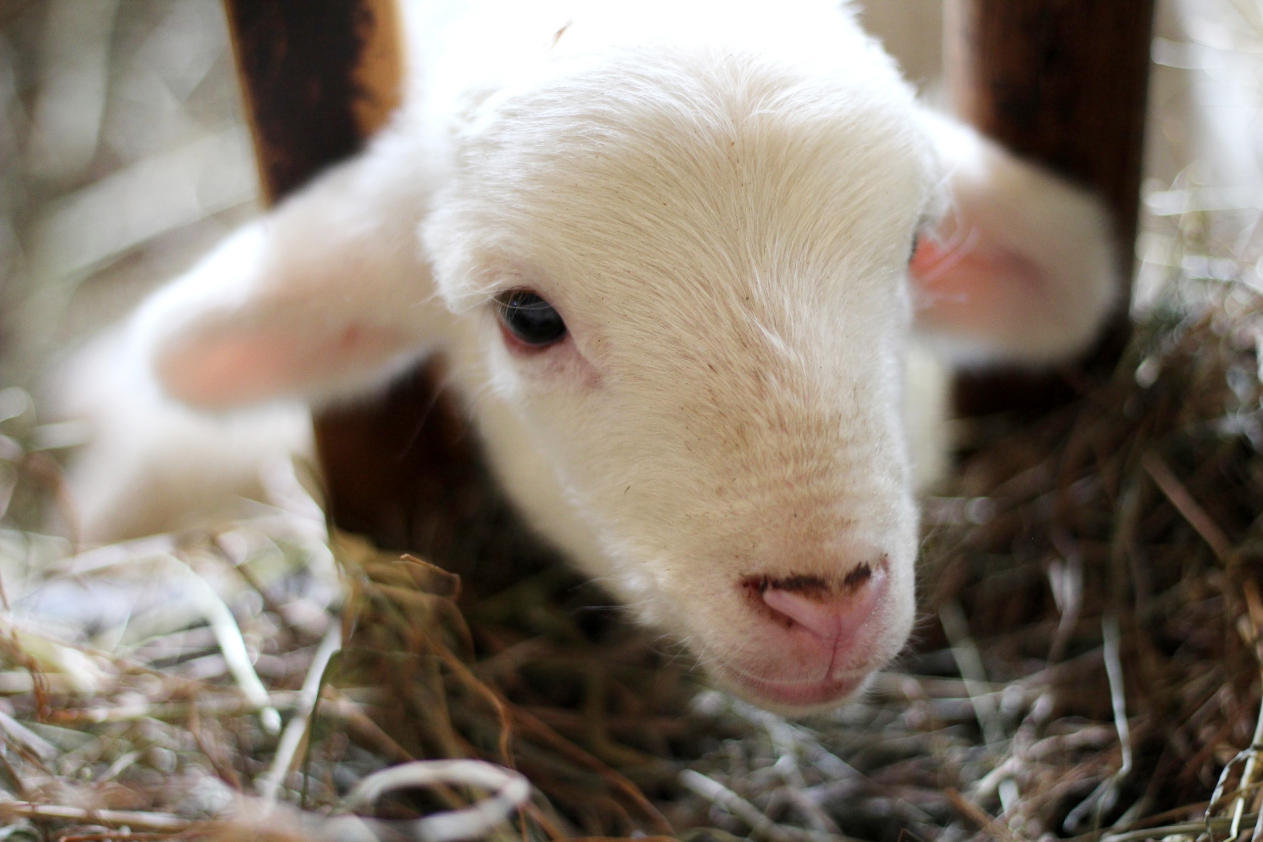 Lots of animals to see at the Lincolnshire Show